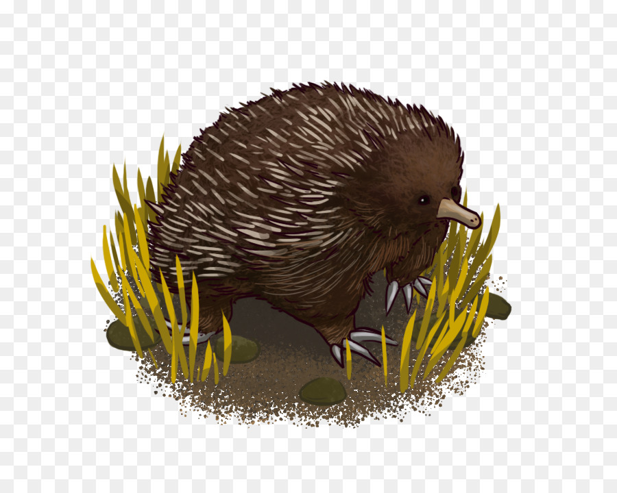 Domestizierte Igel, der Schnabeligel Porcupine Fauna - 