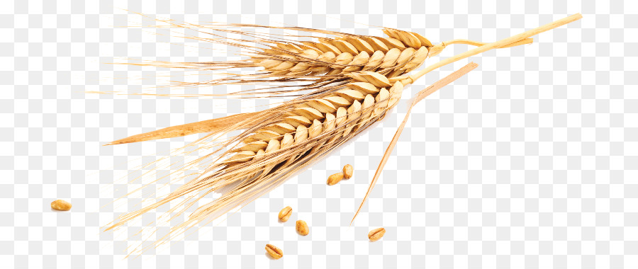 Emmer Cereal Grano Wheatbelt Frumento tenero - 