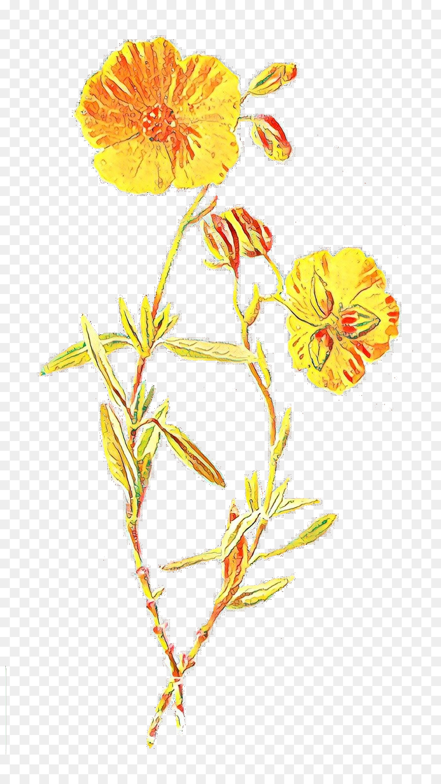 Flowers Illustration png download - 877*1584 - Free Transparent Familiar Wild  Flowers png Download. - CleanPNG / KissPNG