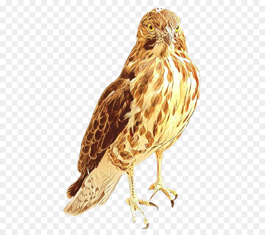 Hawk Owl Buzzard Beak Fauna - 