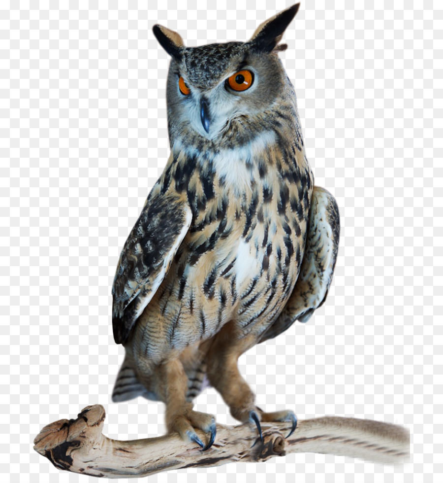 Grande gufo cornuto Bird Tawny owl Northern hawk-owl - gufo png grande cornuto