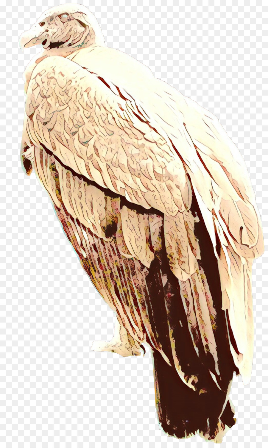 Eagle Vulture Becco Piume - 