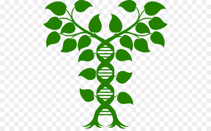 Illustrazione senza grafica del DNA di vettore del DNA della doppia elica esente da royalty - 