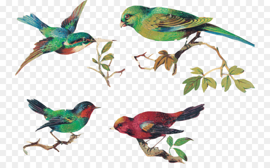 Chim yến Clip nghệ thuật Bay Bird Image - tiến hóa của chim png aves