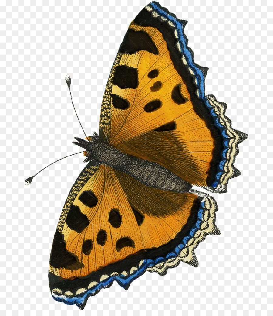 Farfalla monarca Farfalle dalle ali gossamer Clip art Farfalle dai piedi di spazzola - falena disegno png farfalla monarca