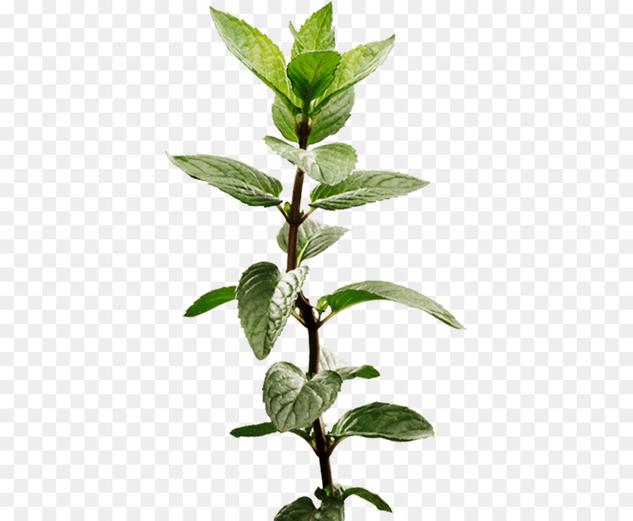 Peppermint Apple Mint Herb Cây thuốc - chữ ký png minh bạch