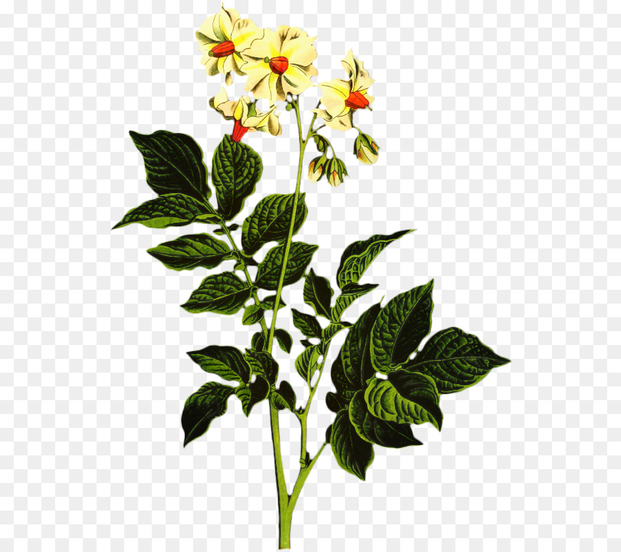 Rose family Pianta erbacea Stelo vegetale - 