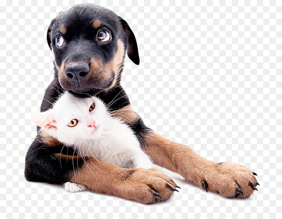 Chó con mèo con Pet Pet - động vật holocene png hồ