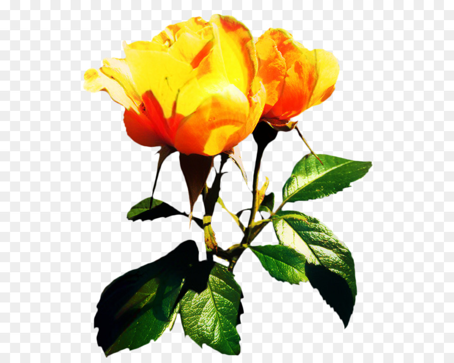 Hoa hồng trong vườn bắp Cải rose Floribunda Cắt hoa gốc Thực vật - 