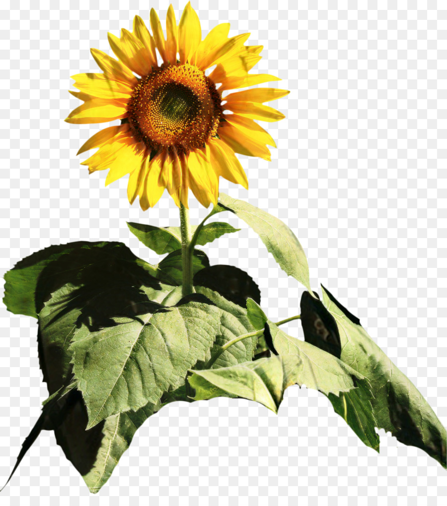 Allgemeine Sonnenblume Schnittblumen Jährliche Anlage des Sonnenblumensamens - 