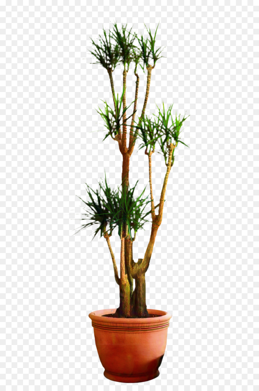 Dracaena Fragrans Houseplant Bonsai Blumentopfbaum - 