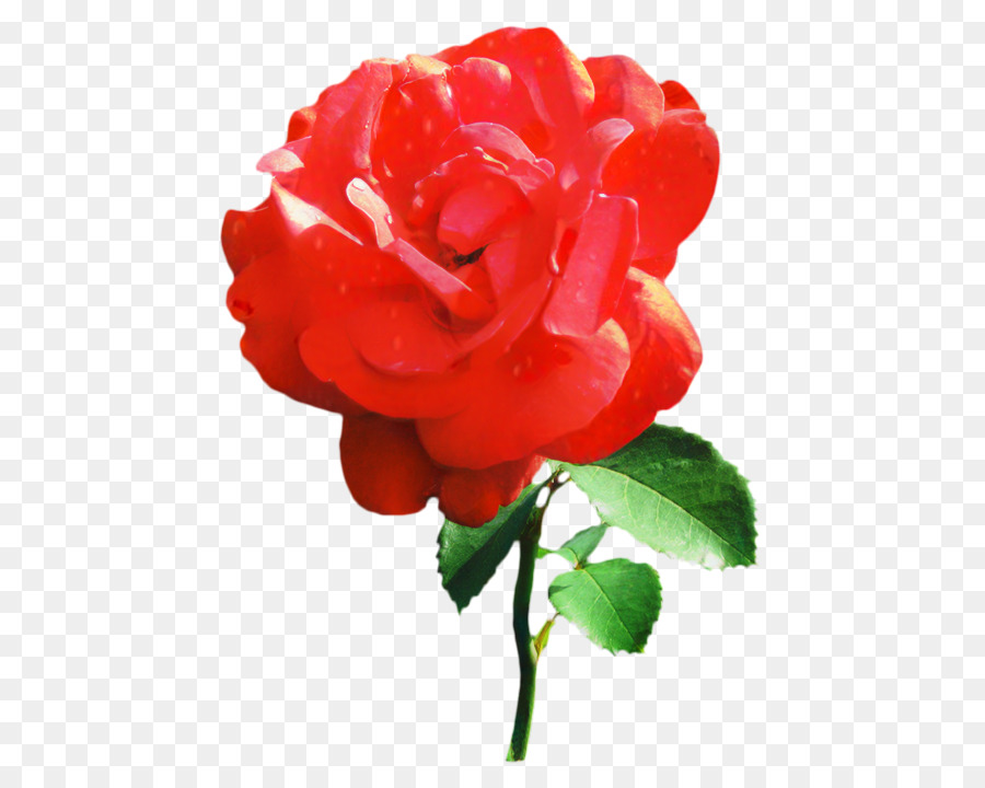 Rose da giardino Floribunda Cabbage rose Fiori recisi Camelia giapponese - 