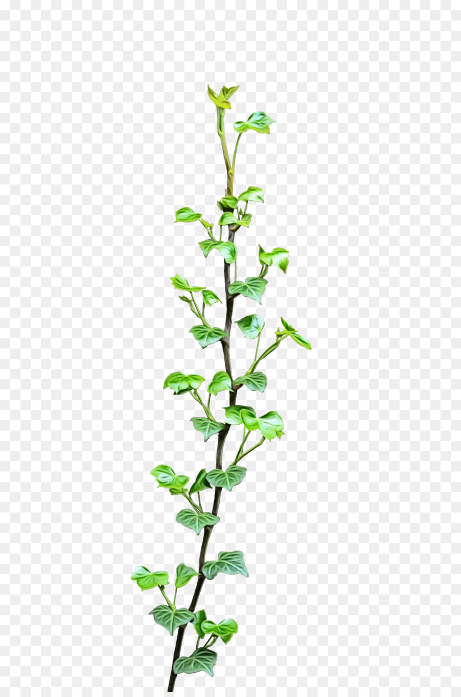Rebe-ClipArt-Virginia-Kriechpflanze Liana Leaf - 