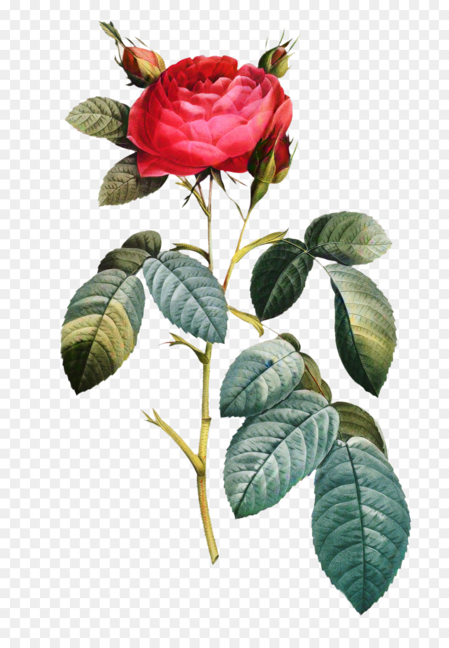 Kiểu chữ Hoa hồng Vườn Kiểu chữ Phông chữ Poster - 