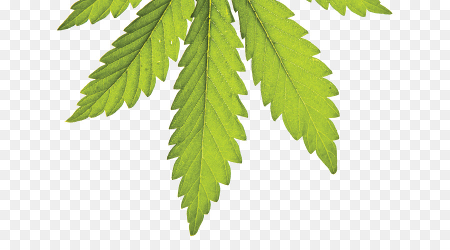 Cannabisanbau Medizinisches Cannabis Cannabisindustrie 420 Magazine - Marihuana-Pflanzenzeichnung