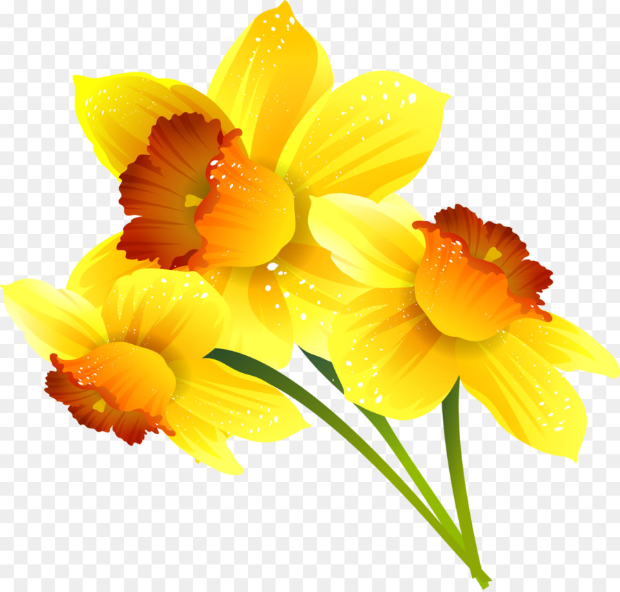 Immagine della grafica vettoriale di clipart grafica di rete Daffodil - Mimosa