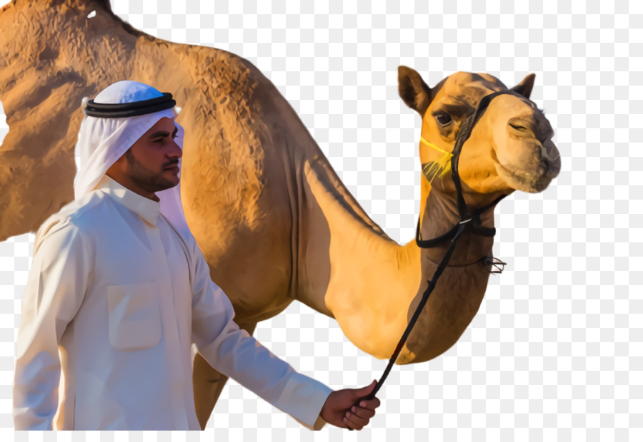 Economia dell'Arabia Saudita Emirati Arabi Uniti Dromedario stock photography - 