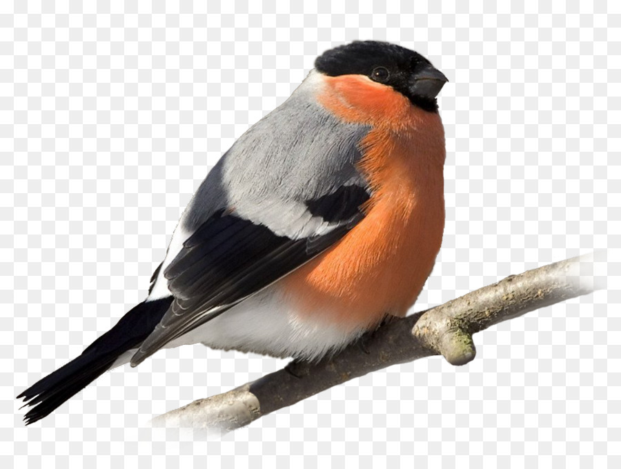 Bird Portable Network Graphics Immagine animale Gufo - uccello