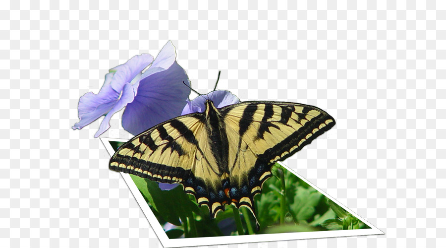 Farfalle dai piedi di pennello Immagine di grafica di rete Portable farfalla di coda di rondine - Farfalla 3d