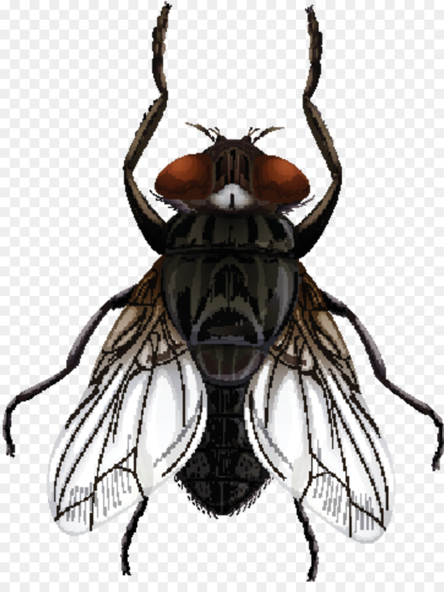Housefly Insect