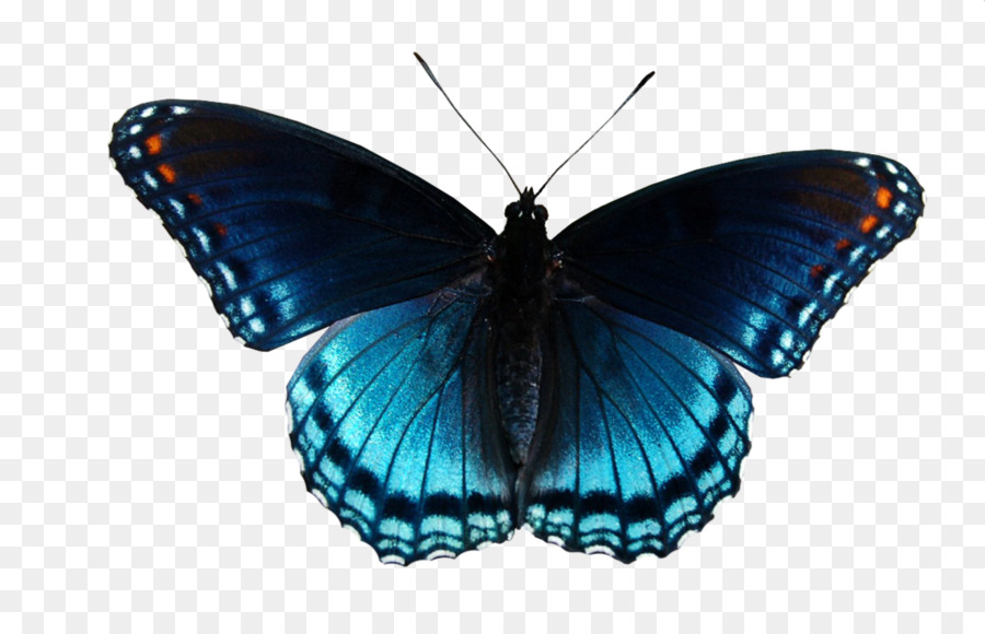 ClipArt Vektorgrafiken Limenitis arthemis Tragbare Netzwerkgrafiken Monarchfalter - blauer Schmetterling png psd
