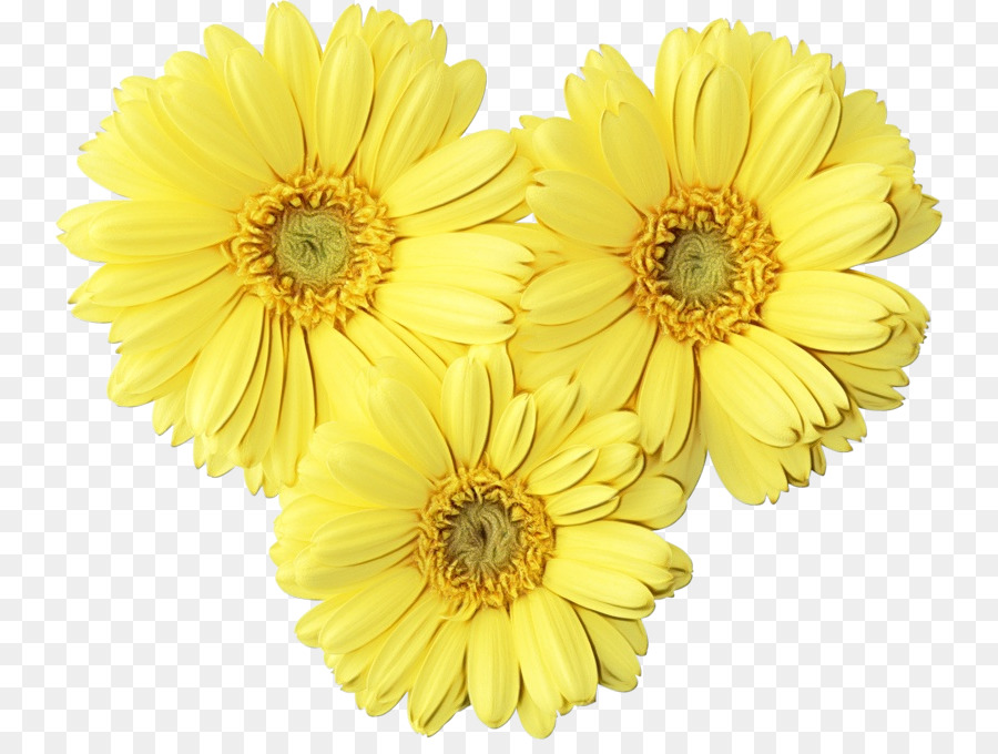 Hoa Transvaal hoa cúc Hình ảnh hoa cúc - 