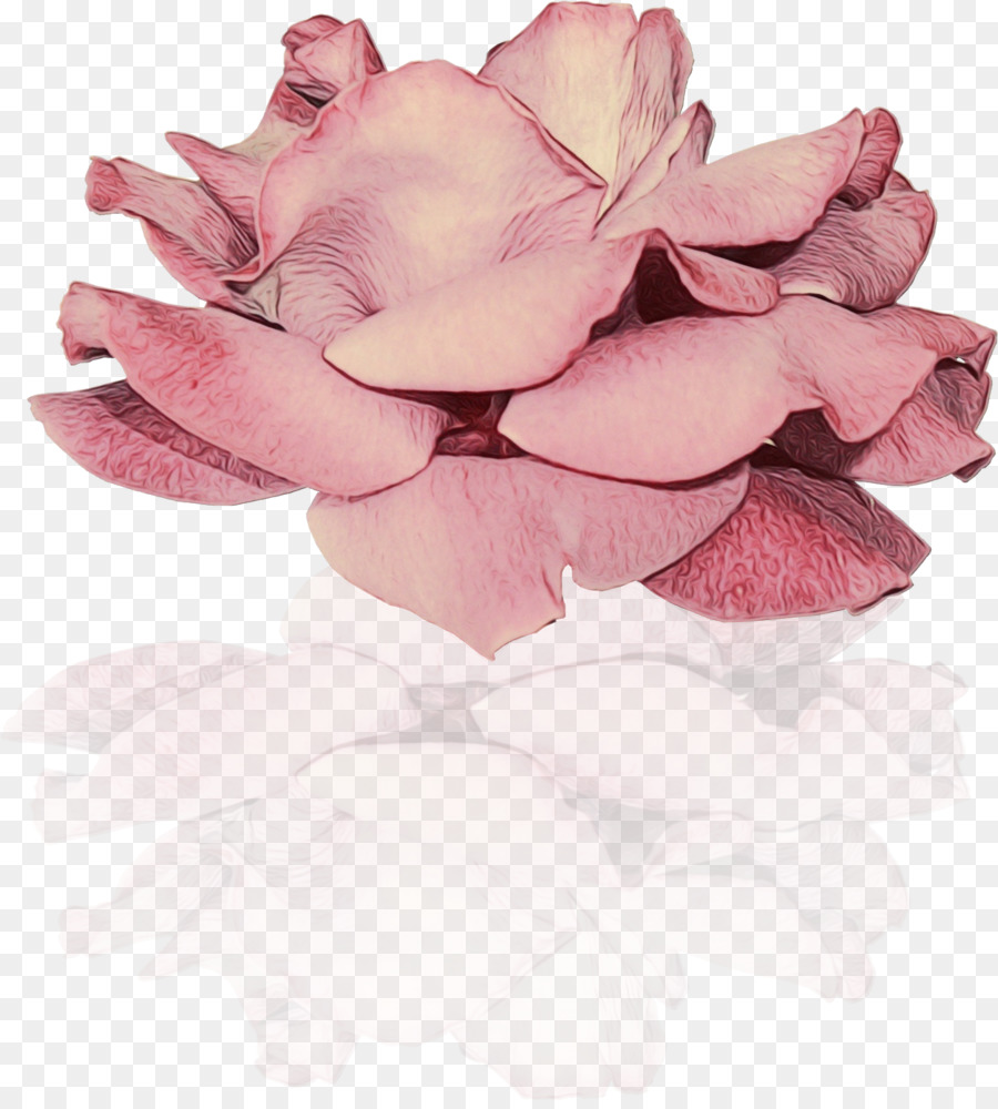 Giardino di rose, fiori recisi, Petalo Close up - 