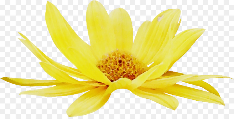 Chrysantheme - 