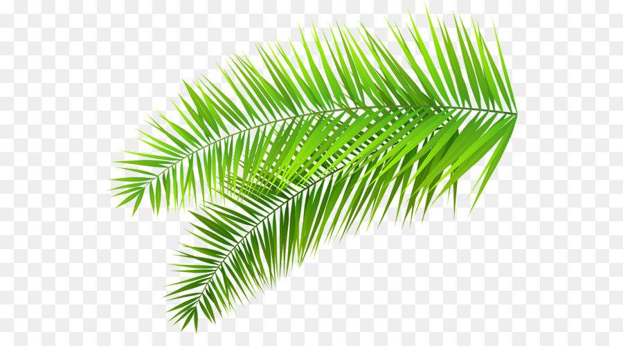 ClipArt Portable Netzwerk Grafik Palmen Blatt Palm Niederlassung - Palme png tropische Tropen