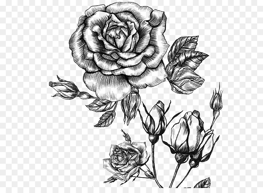 Vườn hoa hồng Hương thiết kế hoa Phác thảo - 