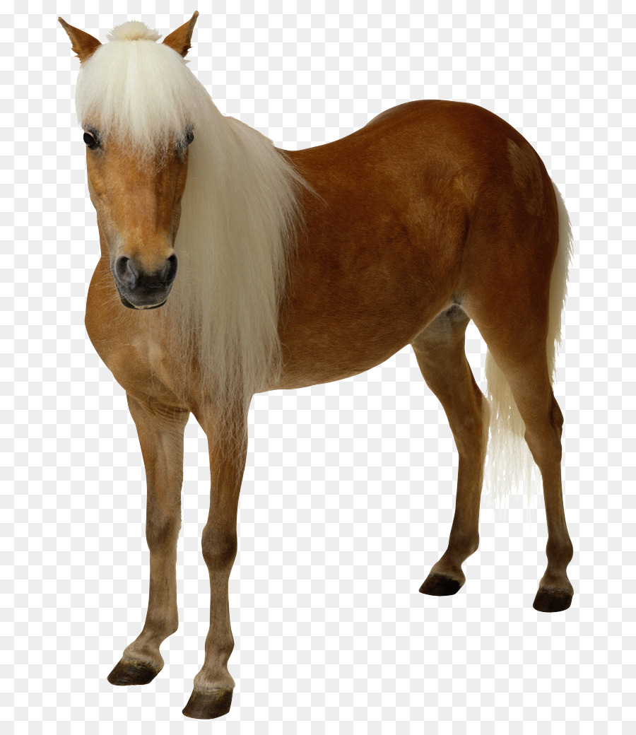 Puledro di arte del cavallo americano Paint Art Foal Cavallo belga - marrone clip art di cavallo