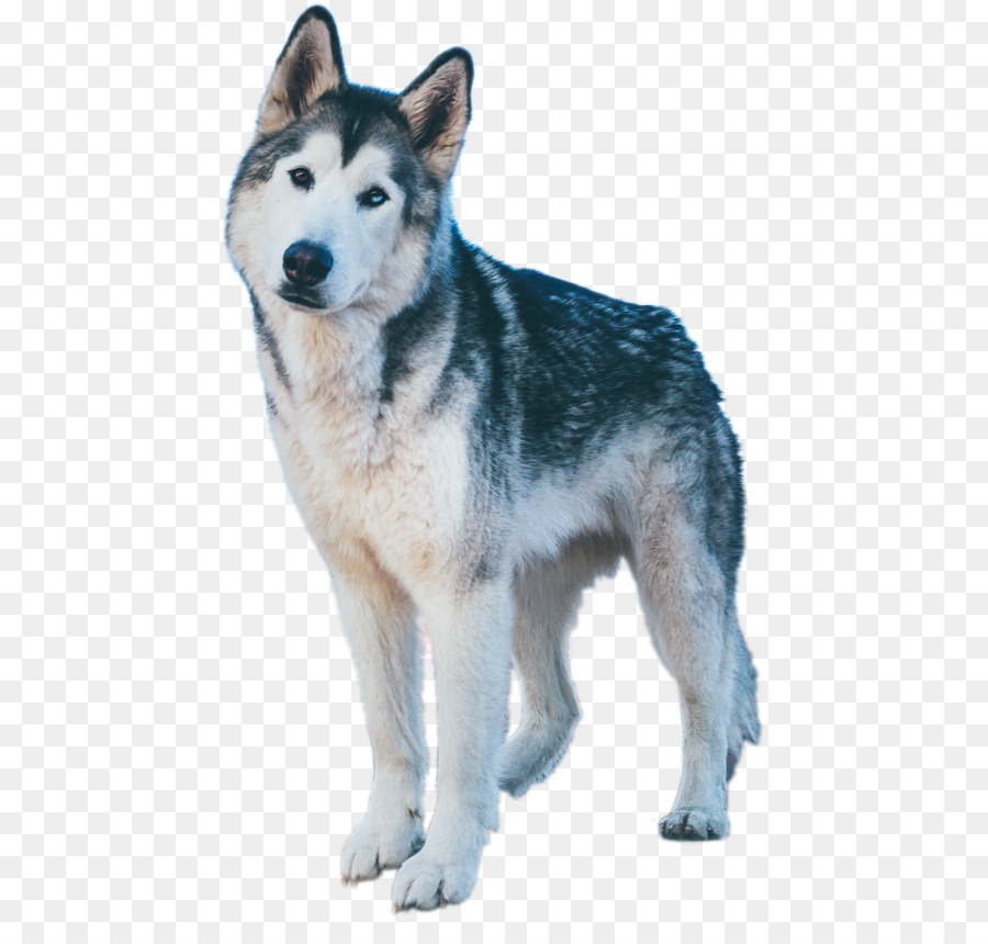 Miniatur-Siberian Husky Canadian Eskimo-Hund Alaskan Malamute Tamaskan Dog - malamute wolf mix