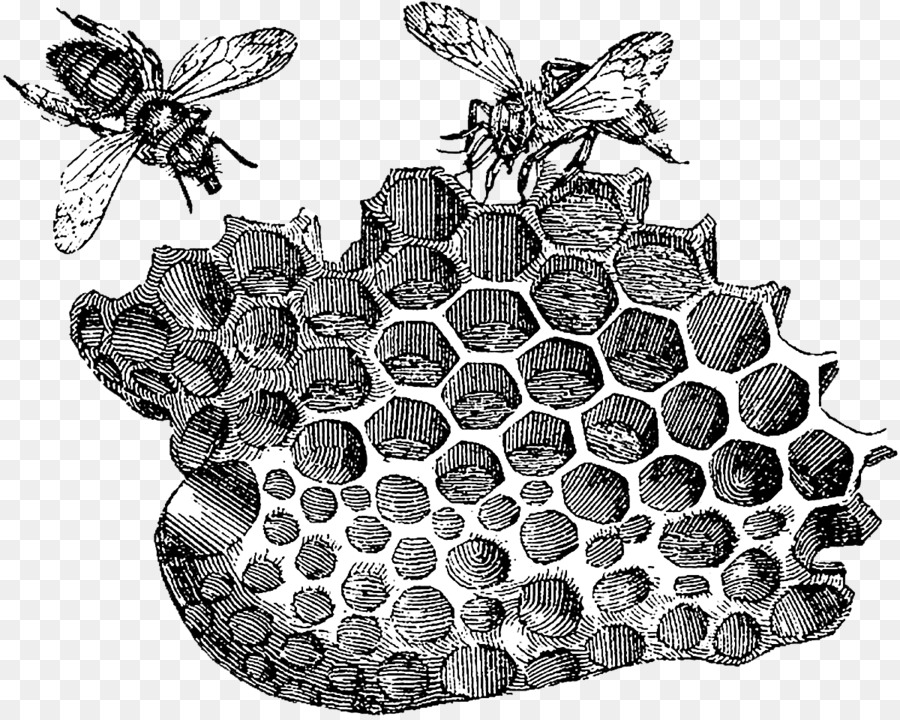 Beehive Honeycomb Honey bee Art - A Nido D'Ape Clipart