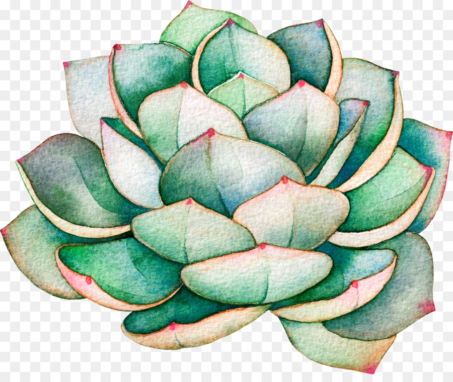 Pianta succulenta Illustrazione Royalty-free Cactus - succulente png stickpng trasparente