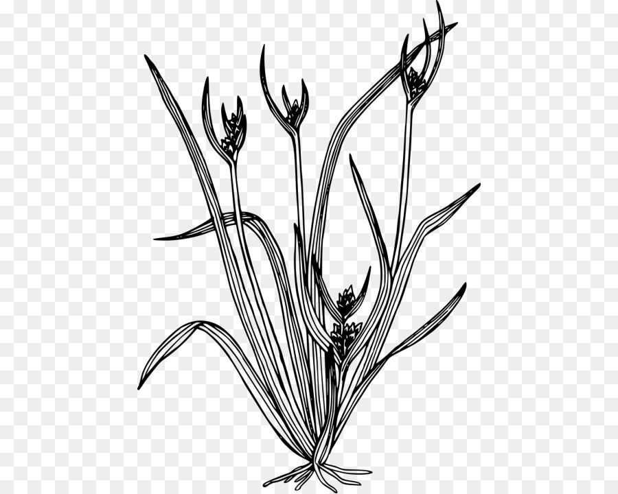 ClipArt Tragbare Netzwerkgrafik Carex backii Image Carex hystericina - Bluebonnet Zeichnung Png Linie Kunst