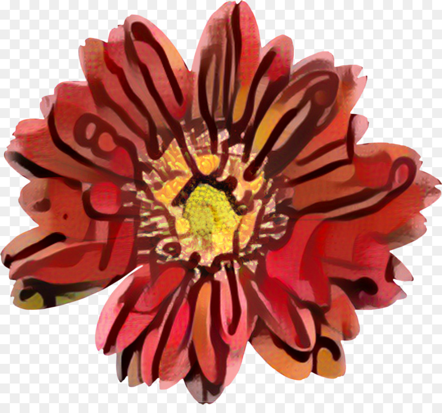 Transvaal daisy Chrysanthemen Schnittblumen - 