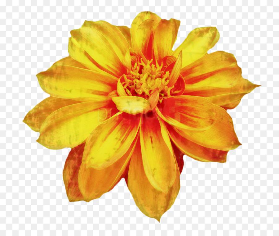 ClipArt-Chrysantheme, die Bild-Blume zeichnet - 