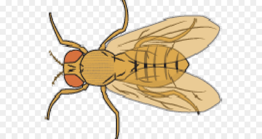 Clipart Grafica di vettore comune della mosca della frutta - cartone animato volare png frutta