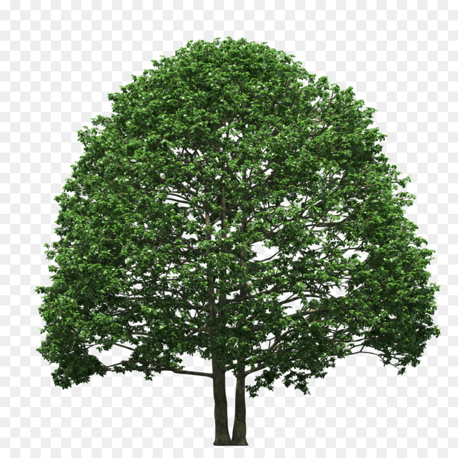 Kiefern-Tannenbaum-Fichten-Nadelbäume - Baumflieger