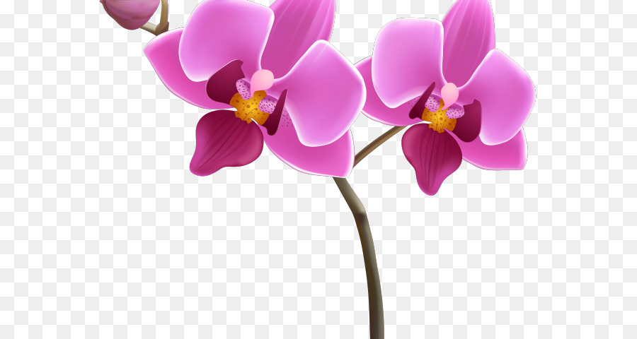 ClipArt Portable Netzwerk-Grafik-Orchideen Vektorgrafiken Transparenz - Blumen, um png Orchidee zu zeichnen
