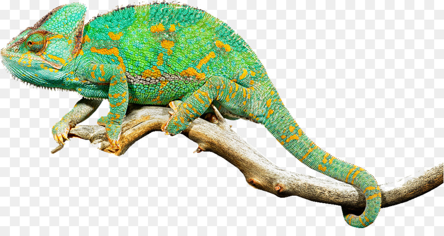 Chameleons Lizard Reptile Tragbare Netzwerkgrafiken Leguane - Regenwald Ökosystem Png Chamäleon