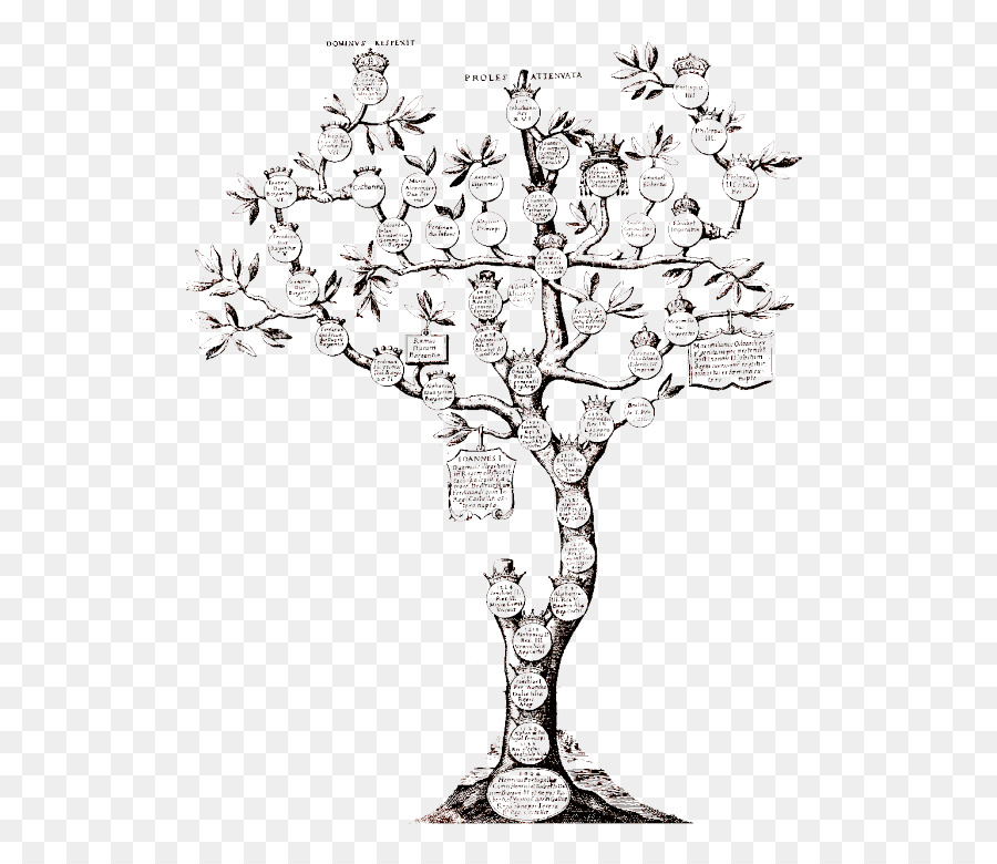 Genealogie Stammbaum Chronologie Vorfahren - Stammbaum png Genealogie