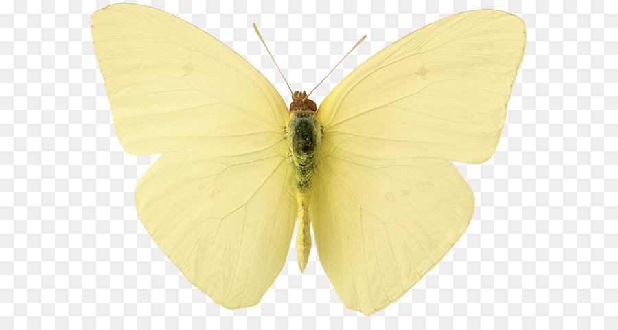 Seidenraupen Schmetterlings-Schmetterlinge Schmetterlings-Pieridae - gelbe ästhetische Png-Nische