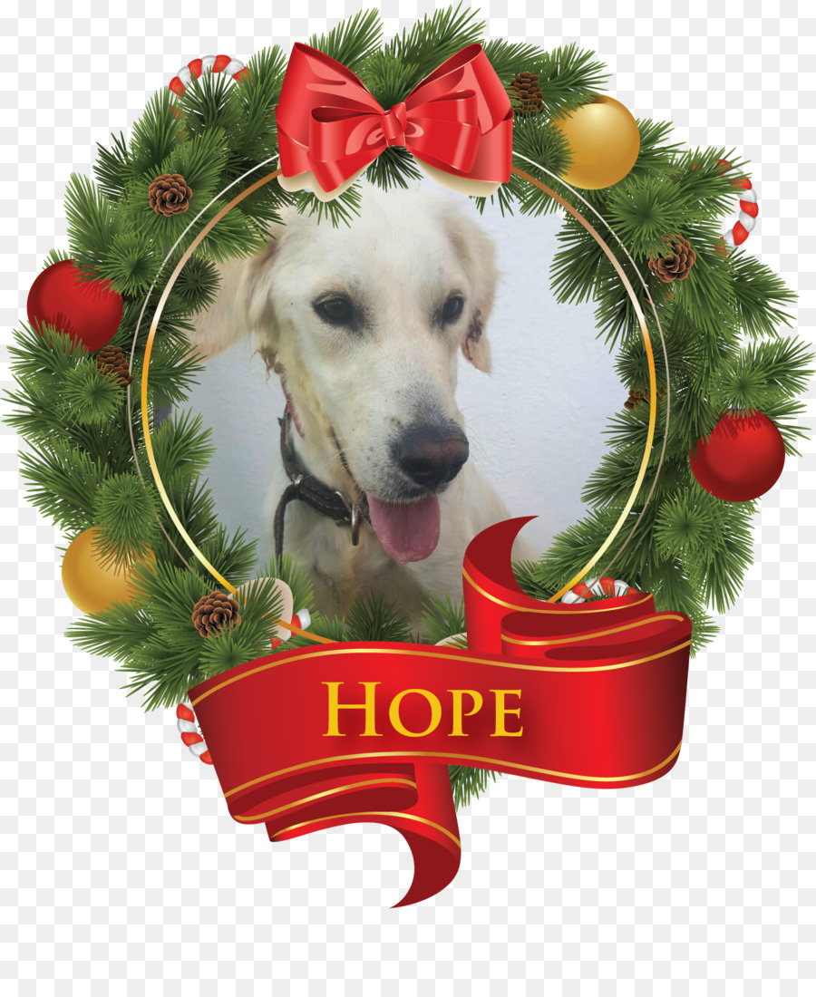 Christmas Day Wreath Illustration Grafica vettoriale Babbo Natale - cane con un lingotto d'oro