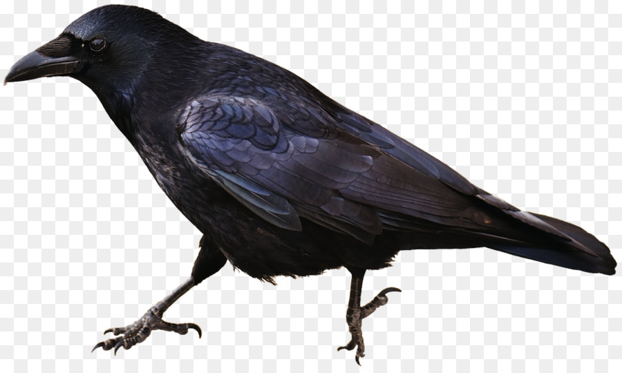 Corvo comune uccello Carrion corvo animale - 