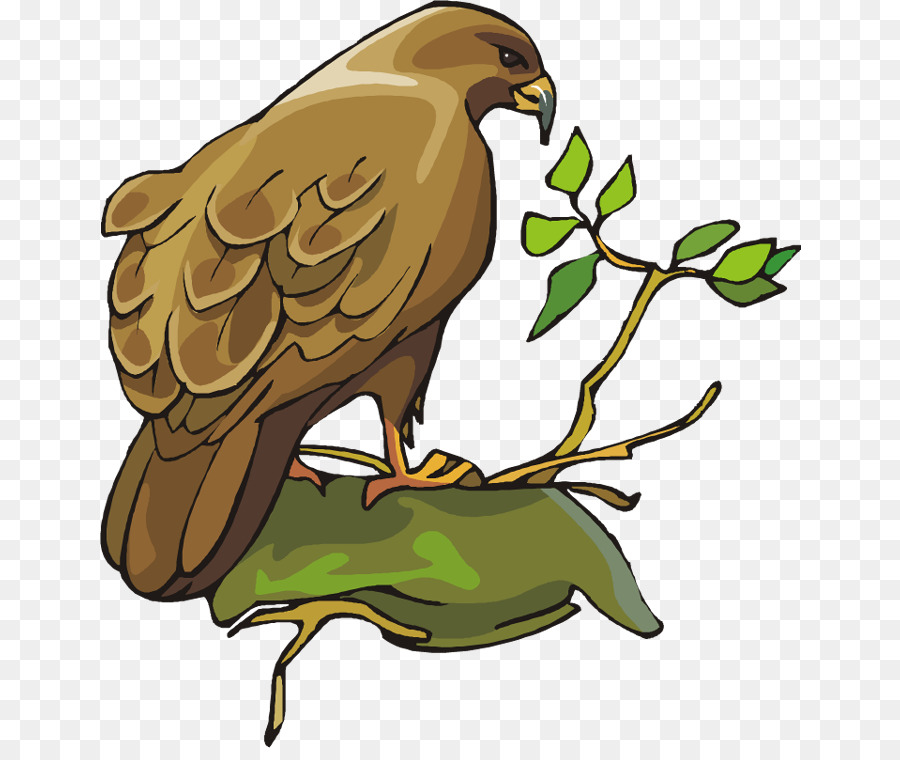Chim săn mồi Đại bàng hói Owl Beak - mũ png xanh yêu nước