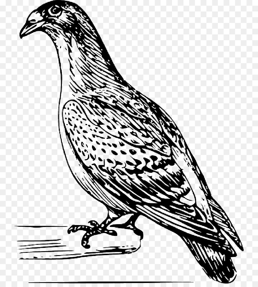 Piccioni e colombe Piccione viaggiatore Disegno vettoriale piccione vettore Carrier inglese - piume di uccello