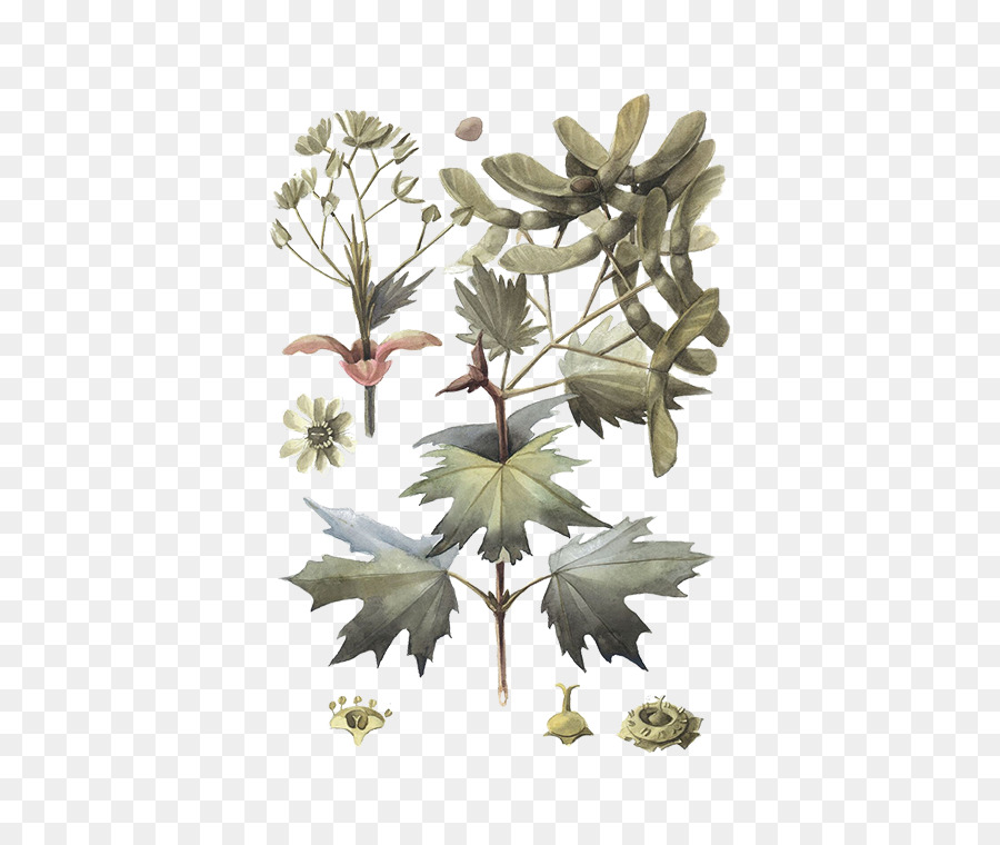 Twig staminali Vegetali di Foglia di pianta in fiore - norvegese acero png acer platanoides