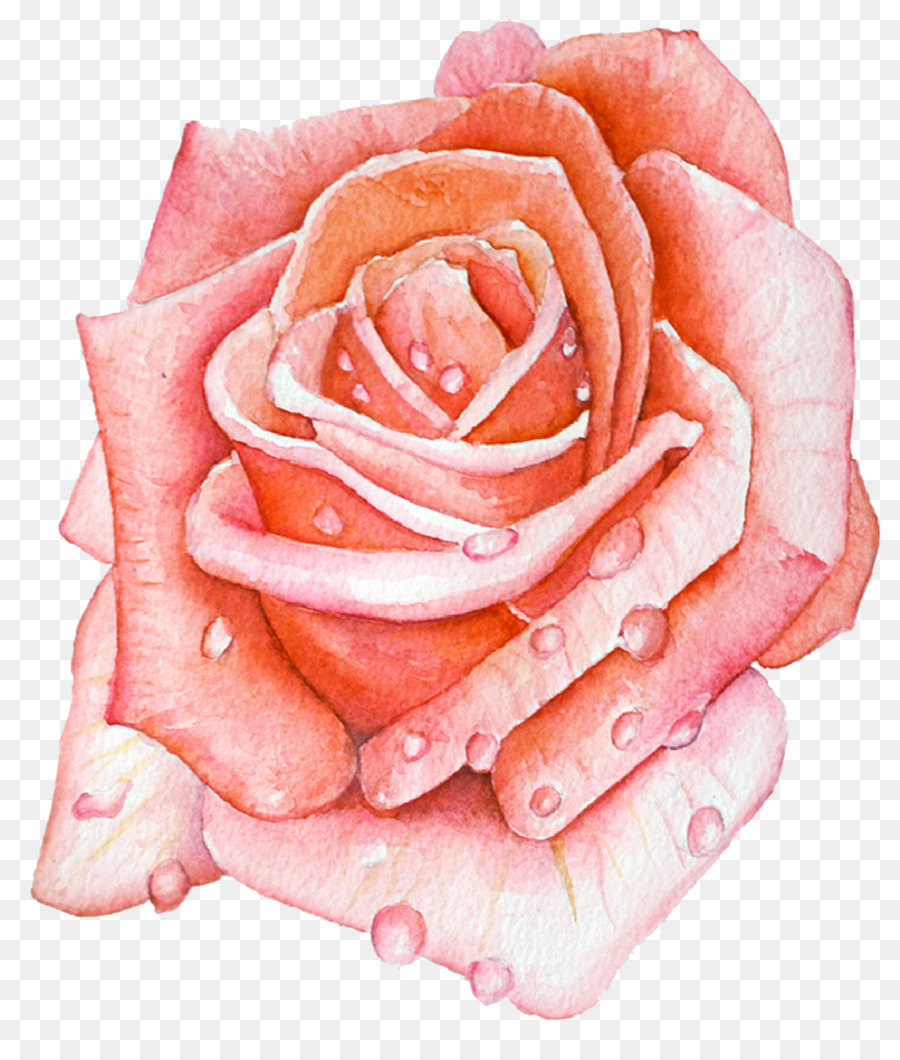 Vườn hoa hồng Bắp cải hoa hồng Cắt hoa Cận cảnh - hoa nền png tăng