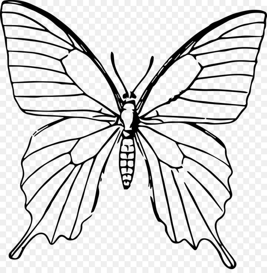 Vẽ bướm nghệ thuật vẽ tranh tô màu cuốn sách - hình ảnh con bướm png tải về  - Miễn phí trong suốt Bướm png Tải về.
